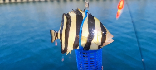 サンバソウの釣果