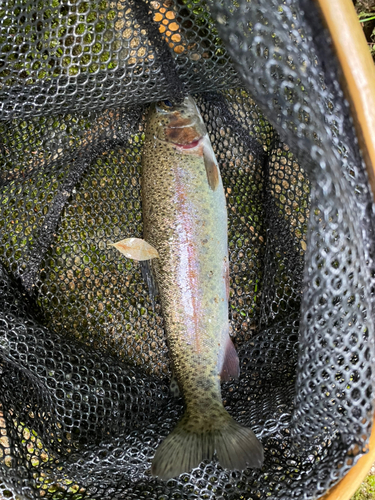 ニジマスの釣果