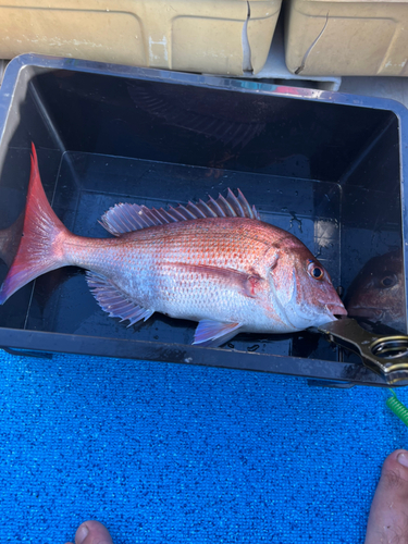 タイの釣果