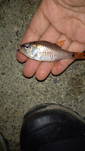 クロホシイシモチの釣果