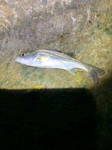 スズキの釣果