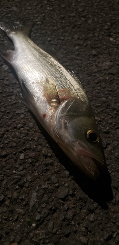 スズキの釣果