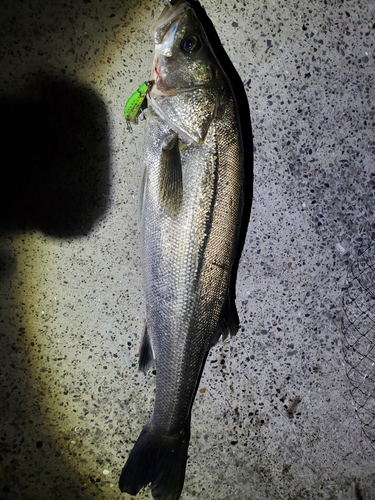 スズキの釣果