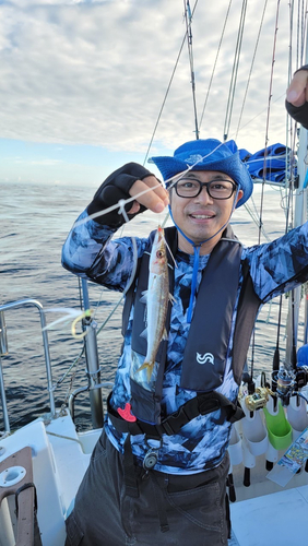 カマスの釣果