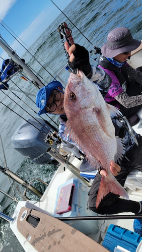 マダイの釣果