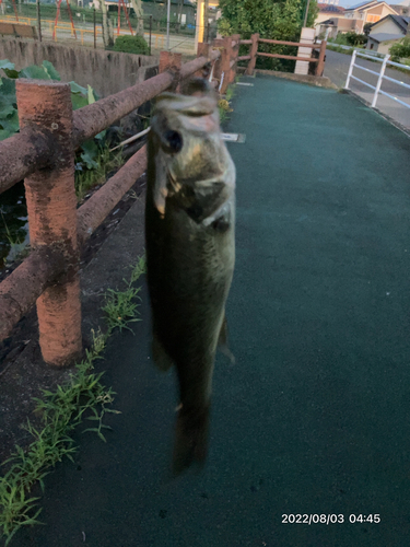 ブラックバスの釣果