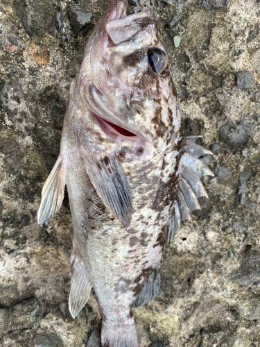 クロソイの釣果