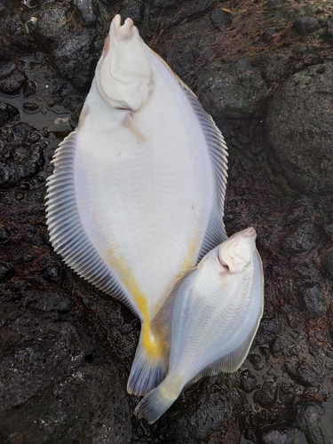 マガレイの釣果