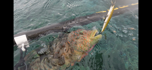 ミツバモチノウオの釣果