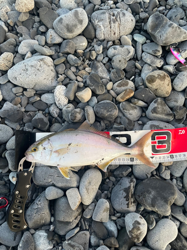 ショゴの釣果