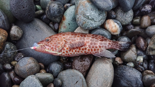 オオモンハタの釣果