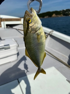 シオの釣果