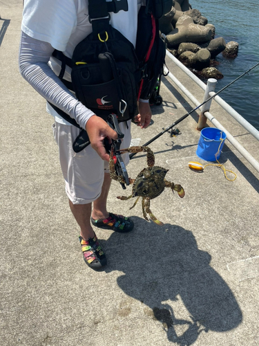 ワタリガニの釣果