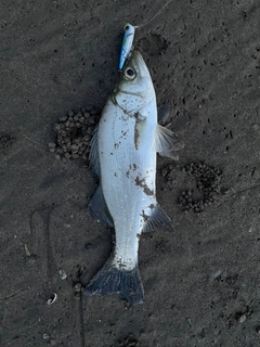 セイゴ（マルスズキ）の釣果