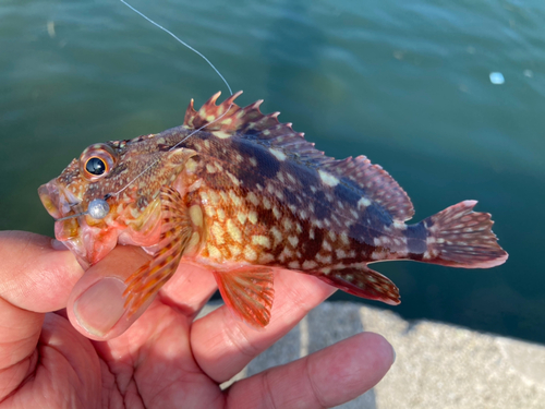 ガシラの釣果