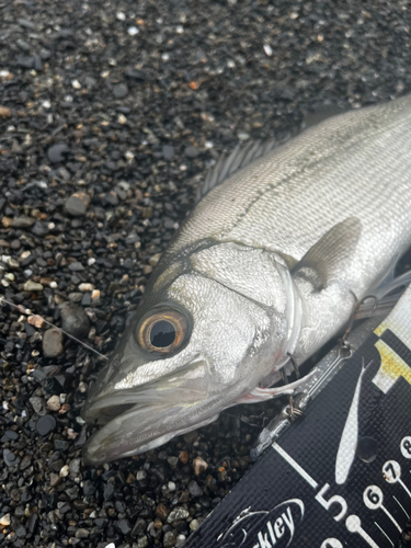 ヒラスズキの釣果