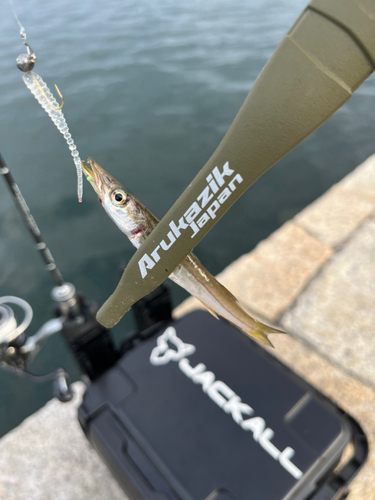 カマスの釣果