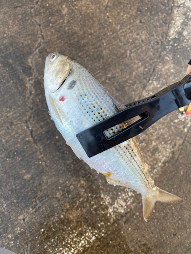 コノシロの釣果