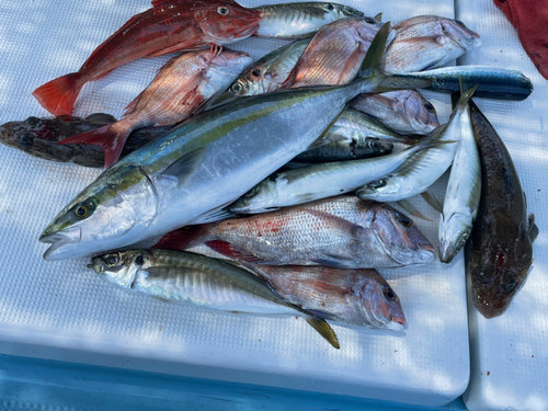 マダイの釣果