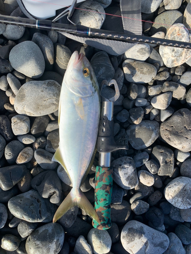 ショゴの釣果