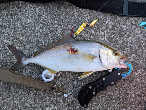 カンパチの釣果