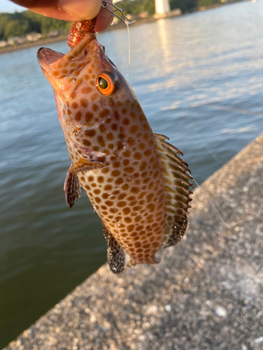 ダツの釣果