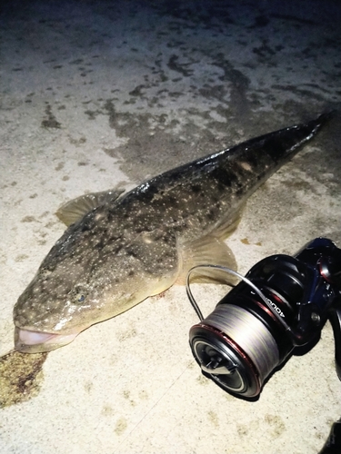 マゴチの釣果