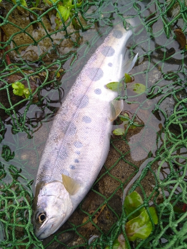 ヤマメの釣果