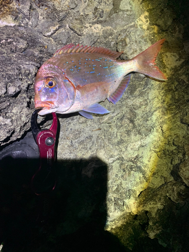 チダイの釣果