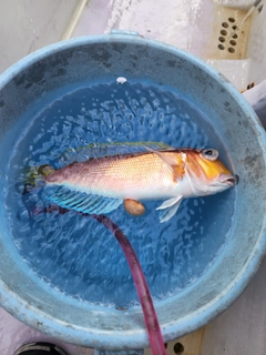 アマダイの釣果