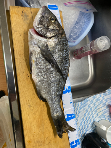 クロダイの釣果