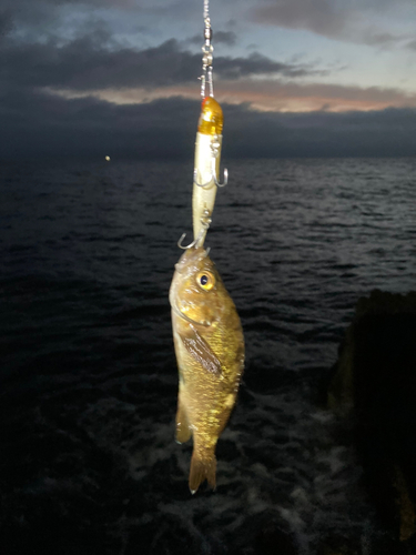 ガヤの釣果