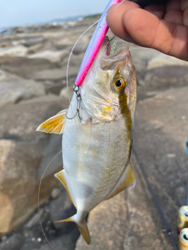 ショゴの釣果