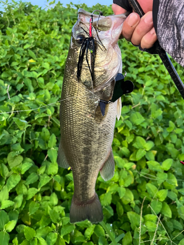 ブラックバスの釣果