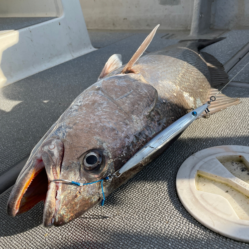 オオニベの釣果