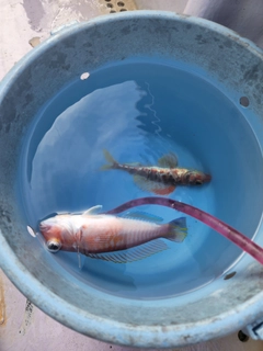 アマダイの釣果