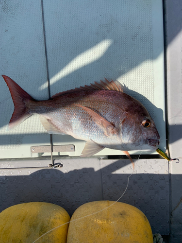 タイの釣果