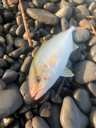 ショゴの釣果