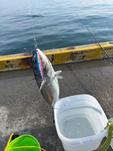 マルソウダの釣果