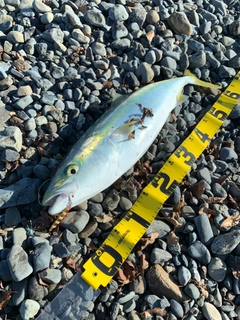ワラサの釣果