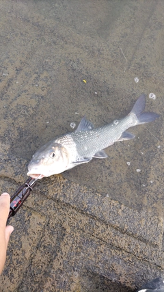 ニゴイの釣果