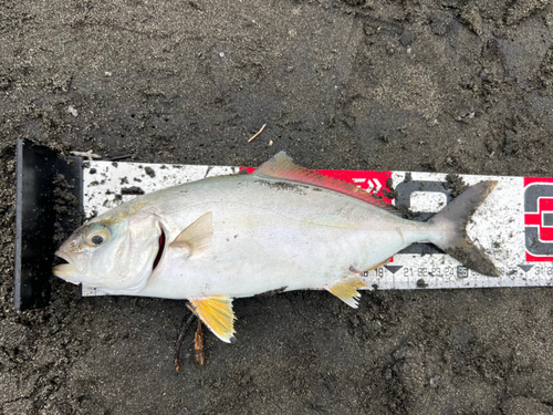 ショゴの釣果