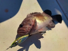 タヌキメバルの釣果