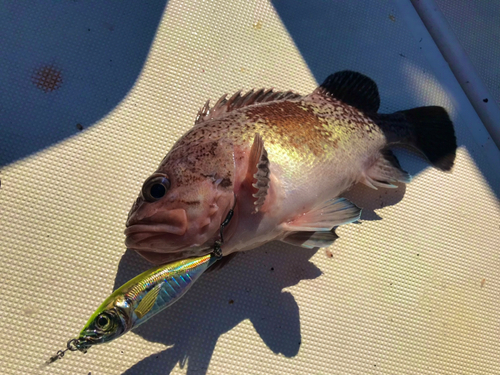 タヌキメバルの釣果