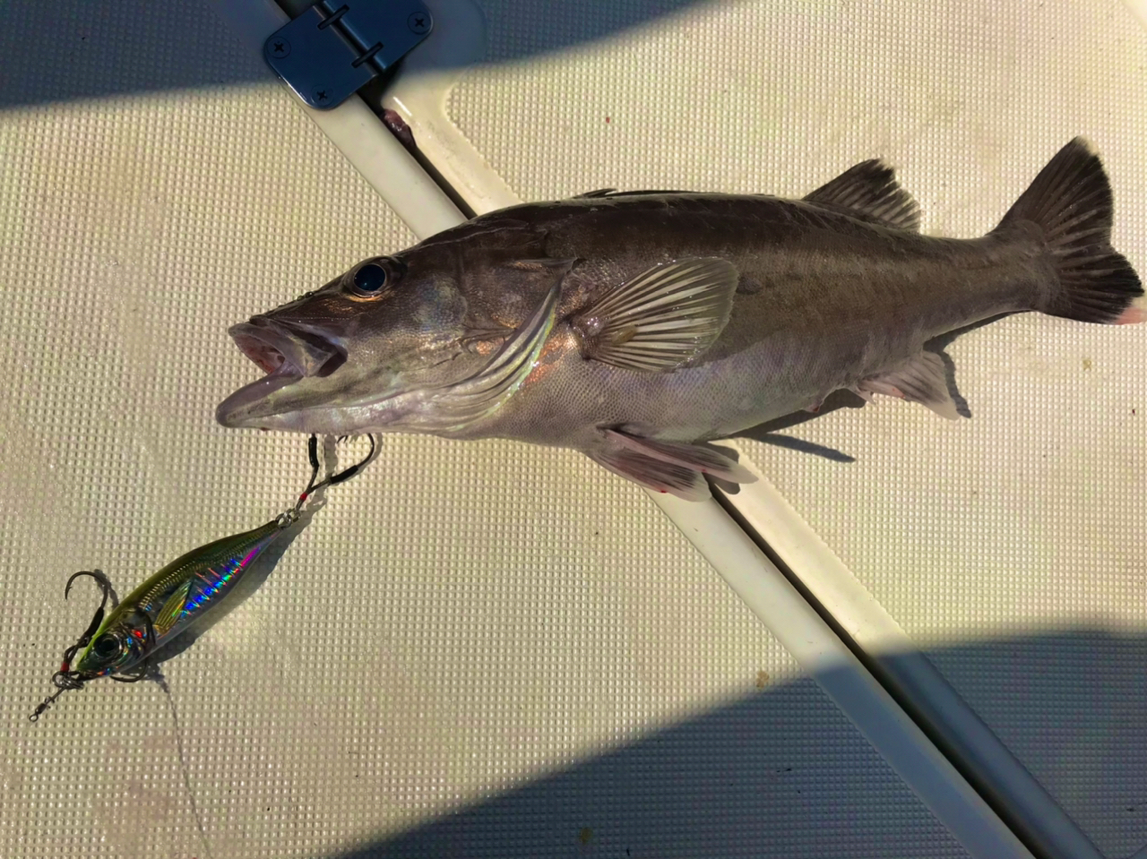 DAIWA 22エメラルダス EX イカメタル N67LB TGの最安値