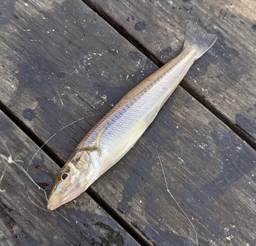 シロギスの釣果