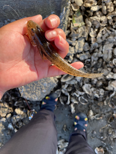 マハゼの釣果