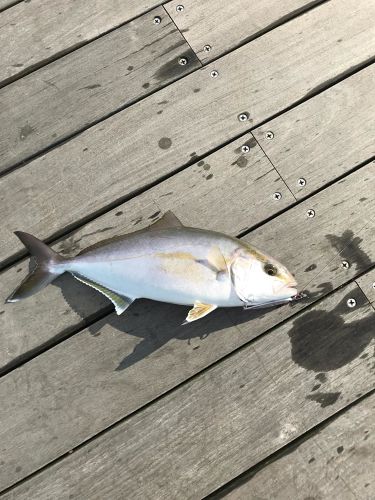 カンパチの釣果