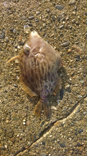 カワハギの釣果