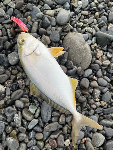 ショゴの釣果